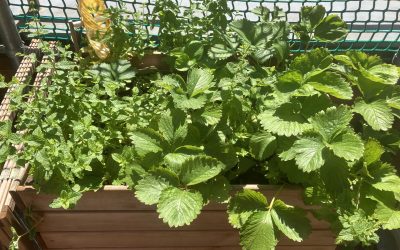 Sommerpause des Büros des STZ Marie-Li